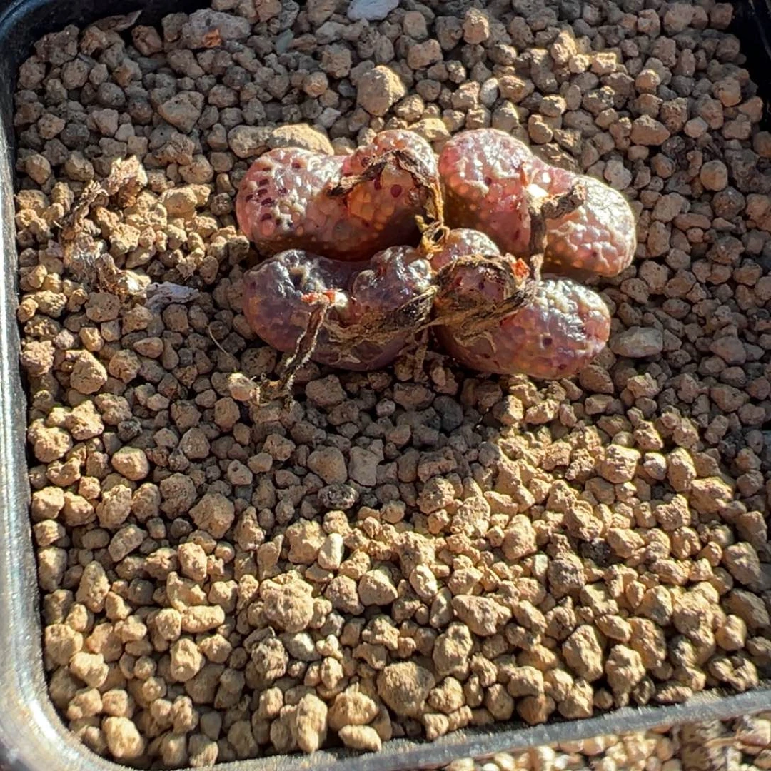 23-151肉锥多肉植物