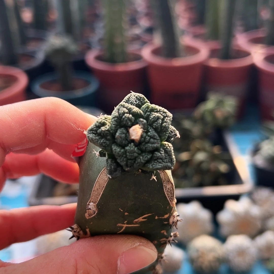 513辛顿牡丹新年快乐m