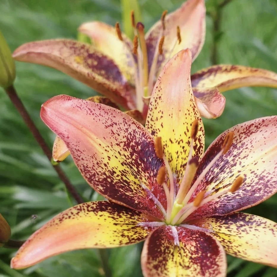 2号店四季可种《部落舞蹈周长12/14cm》1颗进口单瓣无香百合种球