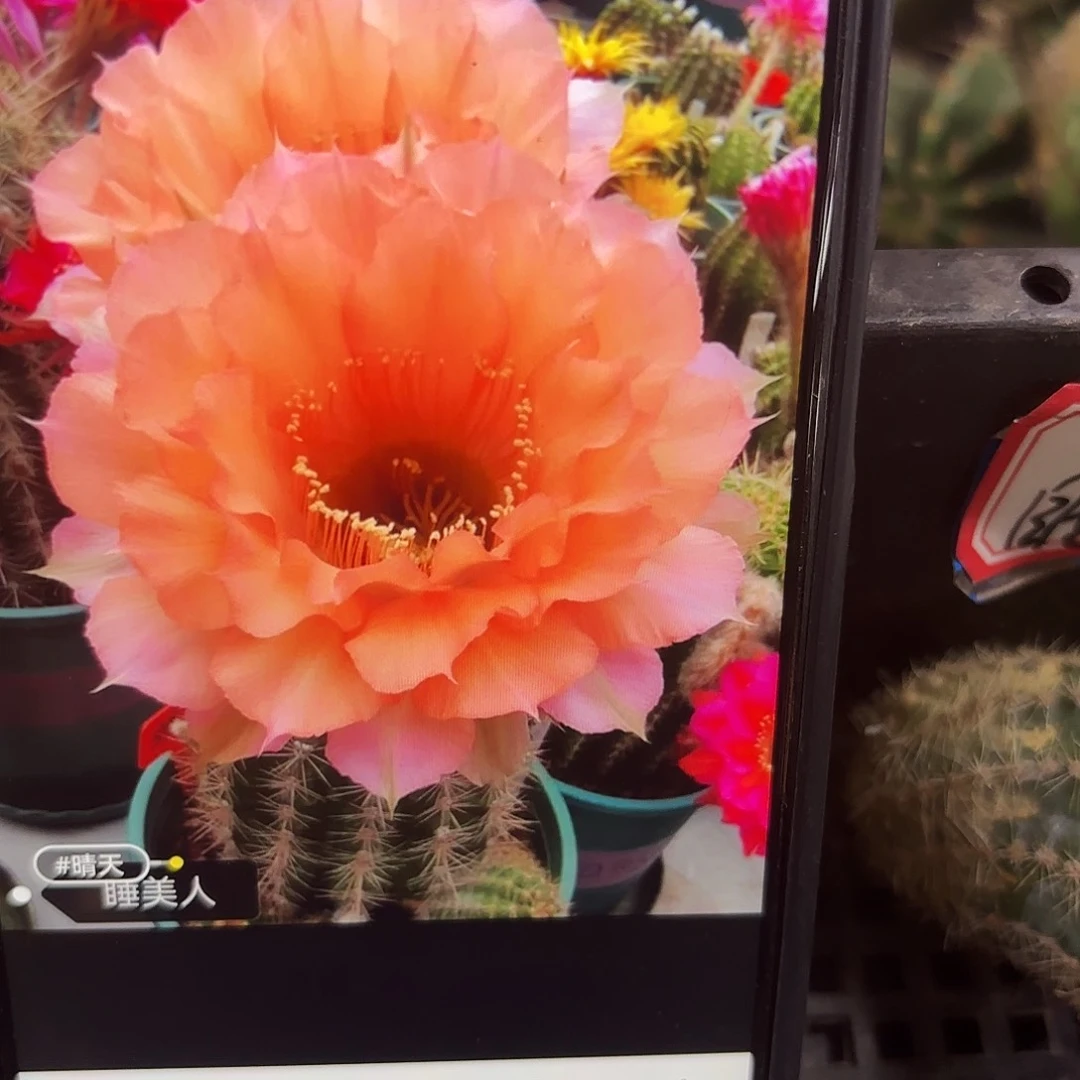 睡美人彩侧牙20包邮53