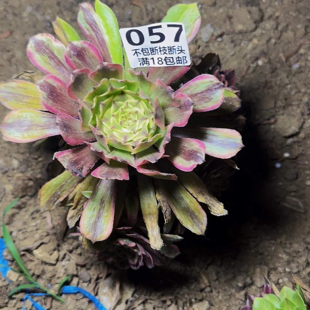 月***梦057粉黛多肉植物