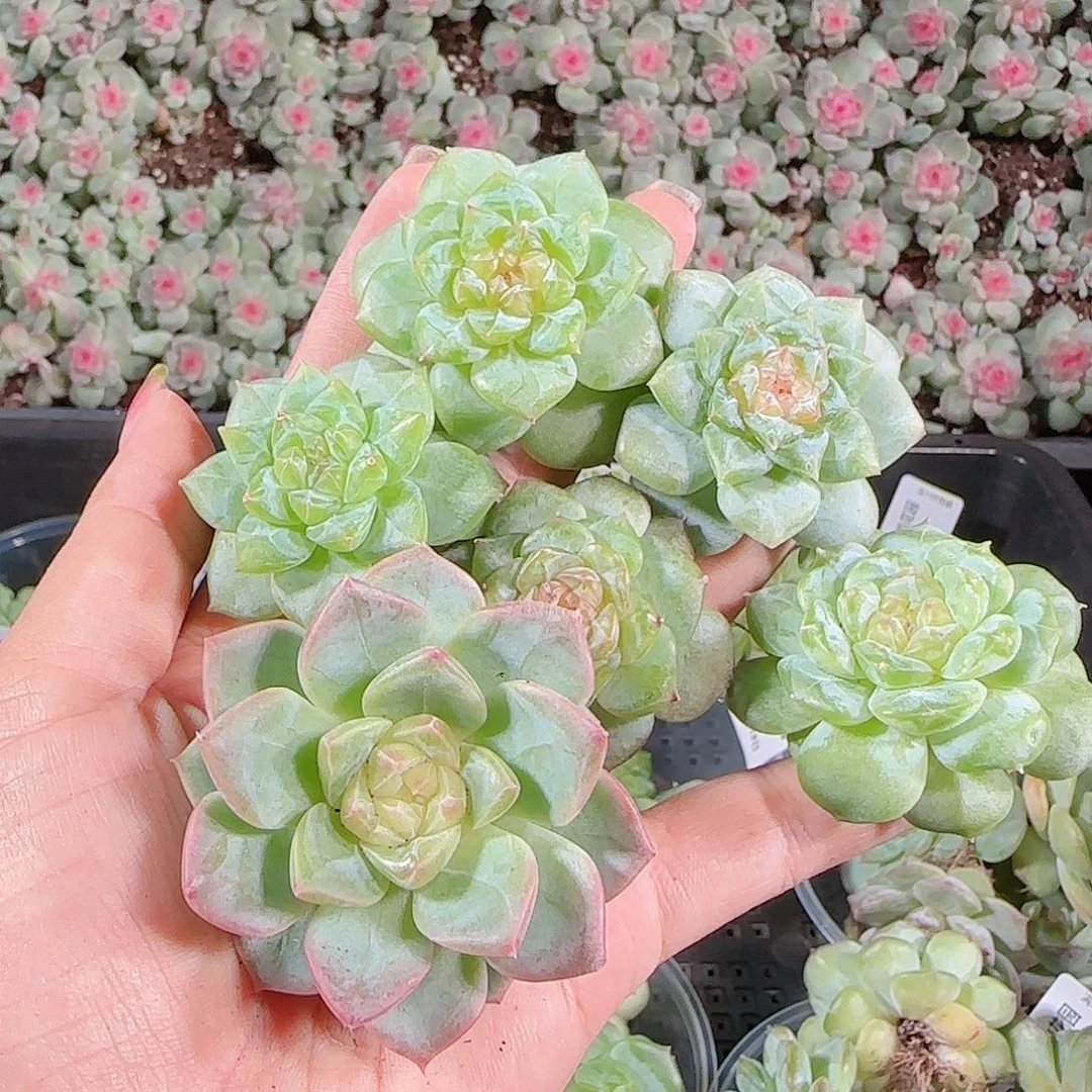 0018---210糖心珍妮