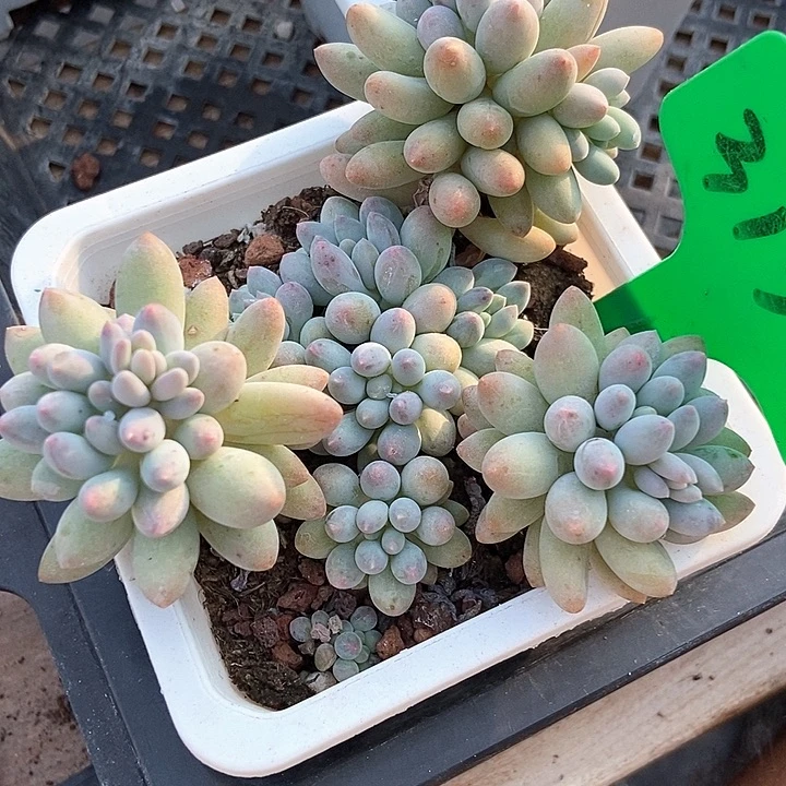 多肉手指3136多肉植物