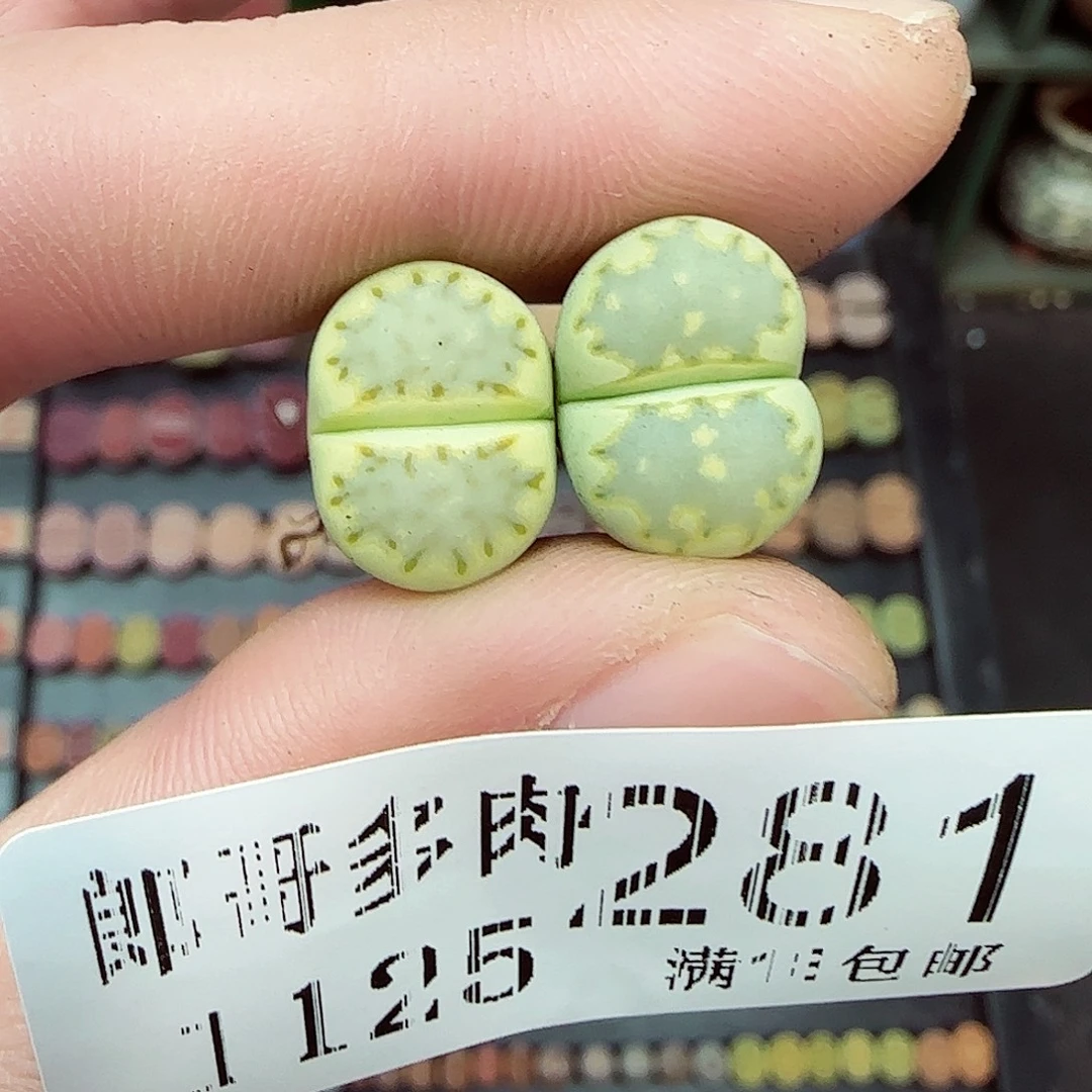 满满18包邮1125-281