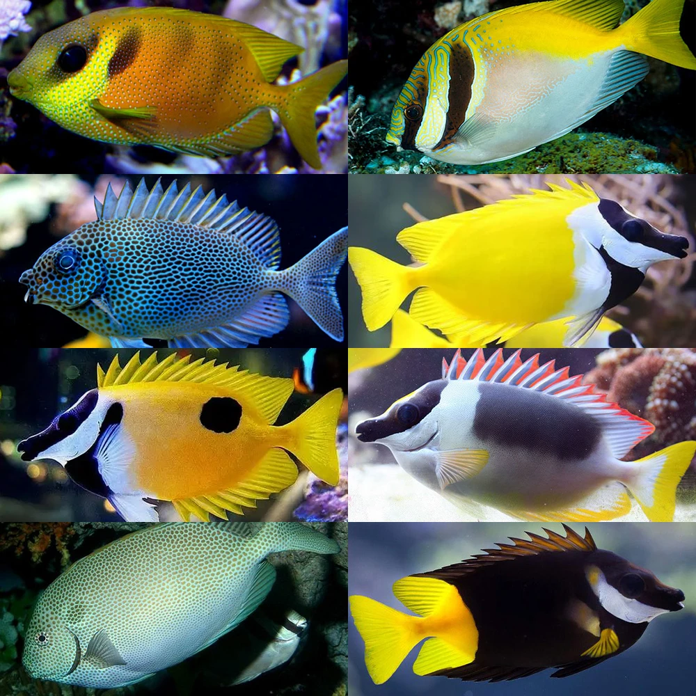 海水观赏鱼 黄狐狸 七彩狐狸海水鱼