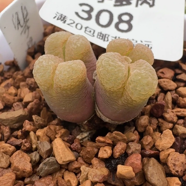 宇**-308tuo tu 8868858888888