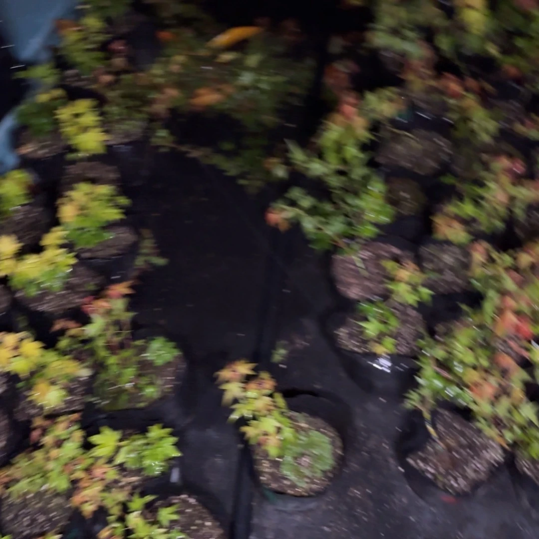 ?***ꪶ大棚转让272278