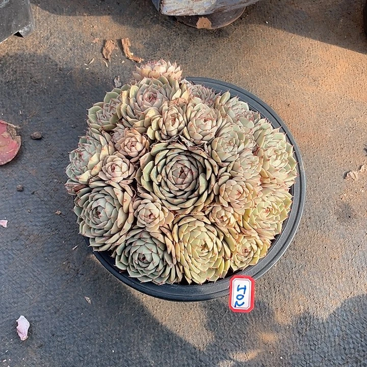 502苯巴蒂斯 一物一拍多肉