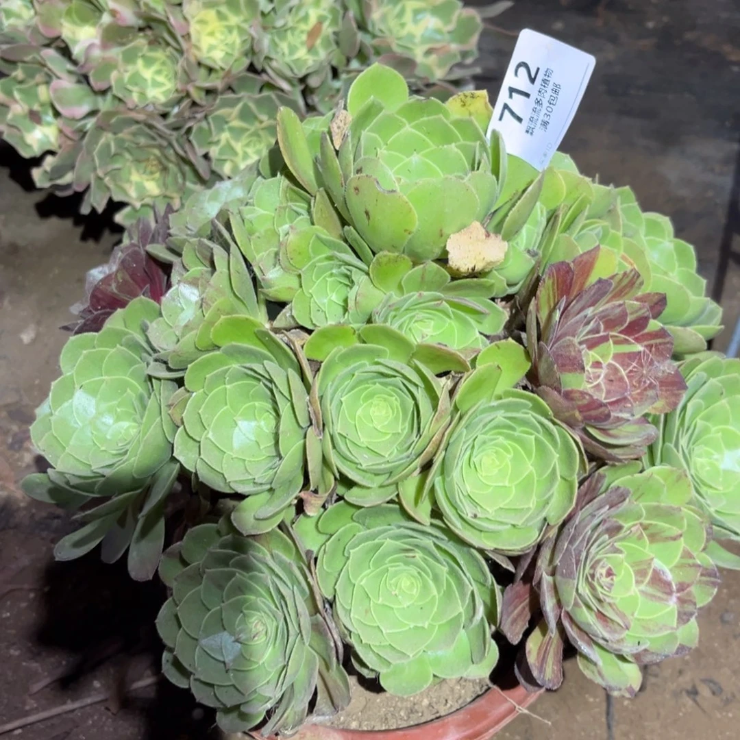 岁***好圣罗兰多肉法师712号