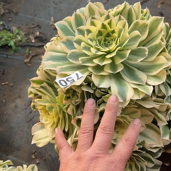 回*多肉植物一个