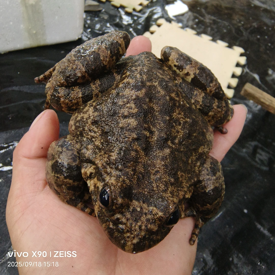 生态炖靓汤慢火细熬出精华高蛋白低脂肪温润滋补不上火是犒的