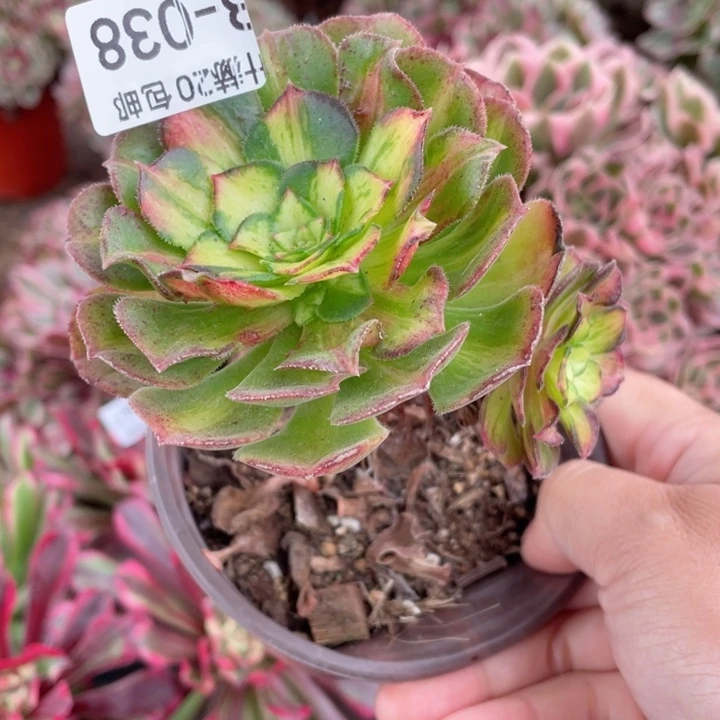 38龙鳞多肉12345678