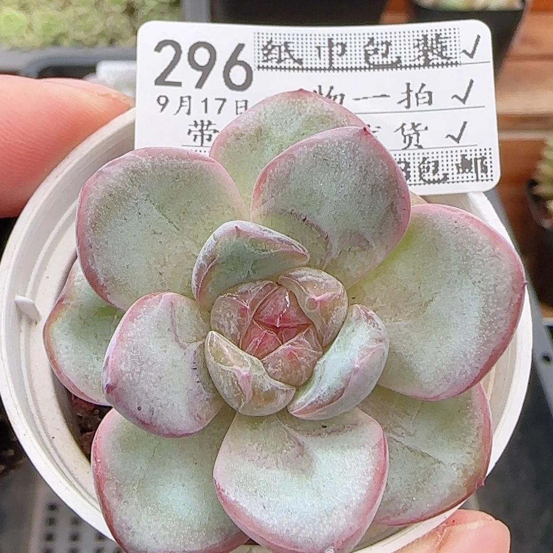 多肉0917-296星星珍妮