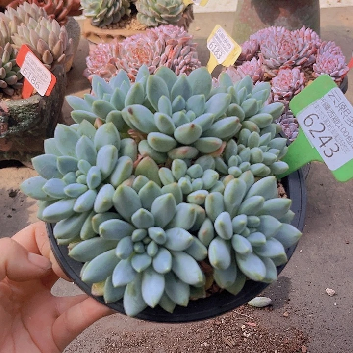 6243七彩大叶奶糖。