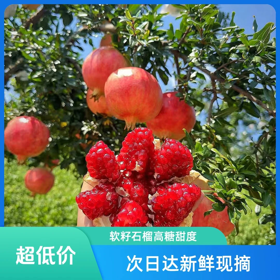 K2【次日达】突尼斯软籽石榴新鲜爆汁当季水果现摘自然成熟多仓发货X四川省