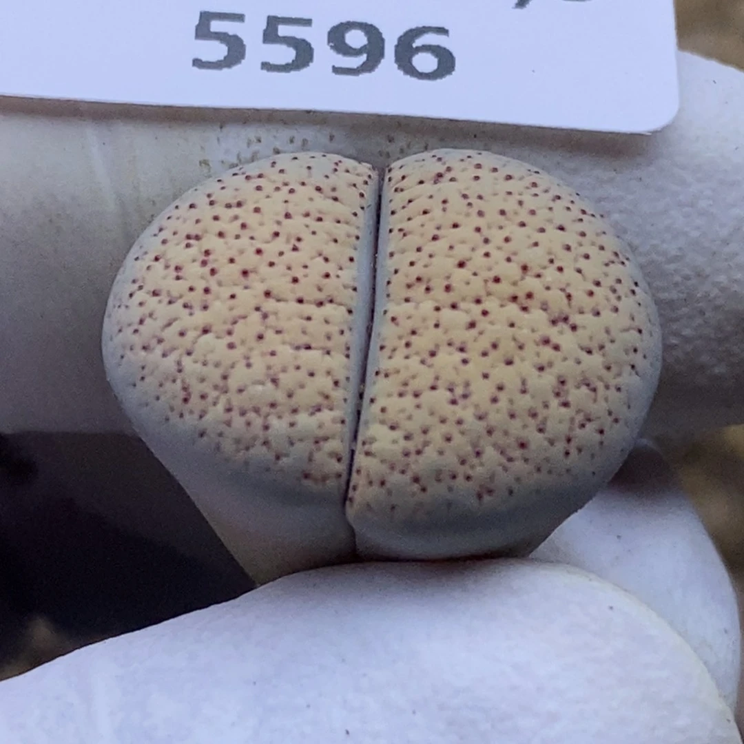 5596。血点。18包邮.当天凑哦。新疆西藏88包邮