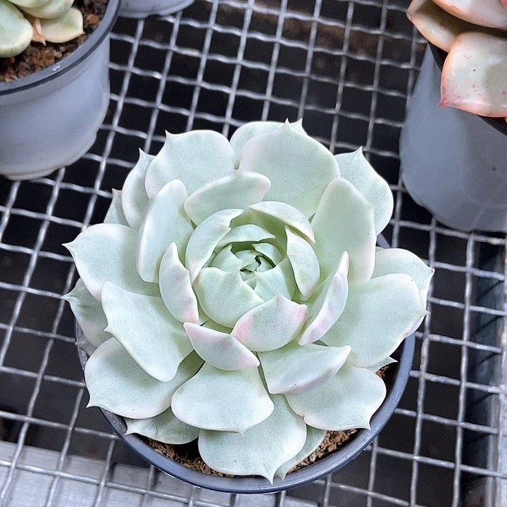 露娜莲锦多肉植物