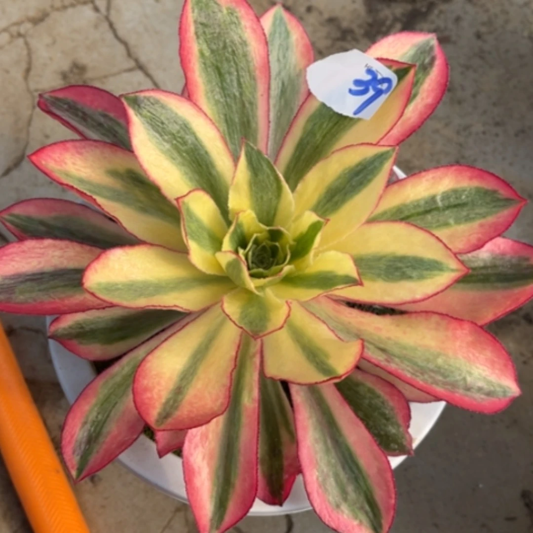 【闪购商品】39魅影多肉法师