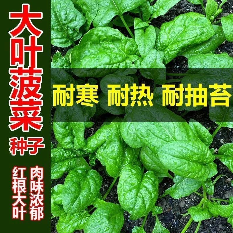 【抗热菠菜】菠菜种子速生大叶菠菜高产耐热耐寒菠菜种子四季蔬菜籽
