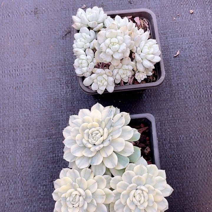 香草锦+贝贝锦带土球发120盆