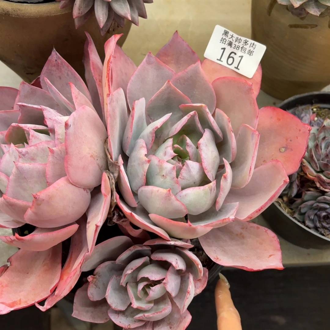 心***s黑大帅多肉161晚霞