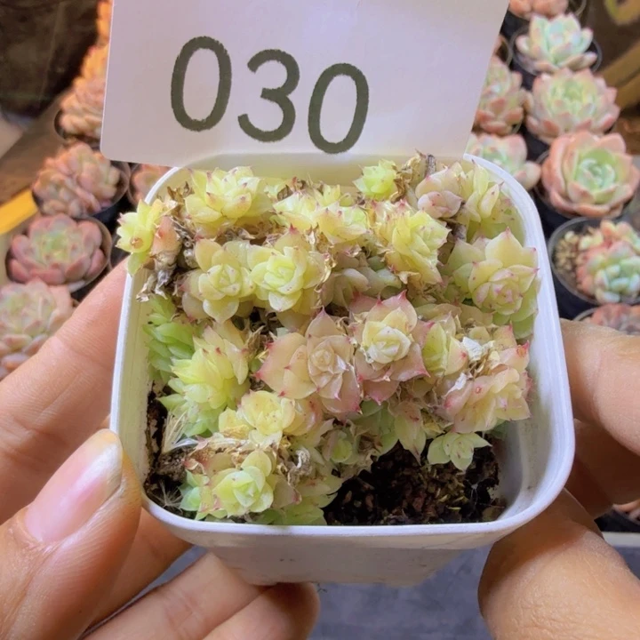 030！qqqqqqqqqqqqqqqq