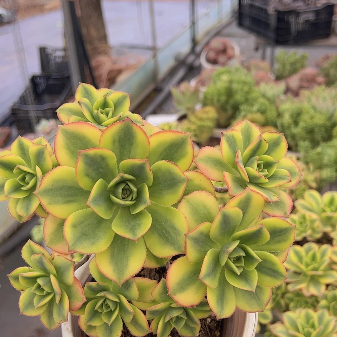 星爆手捧多头大盆群造型精品