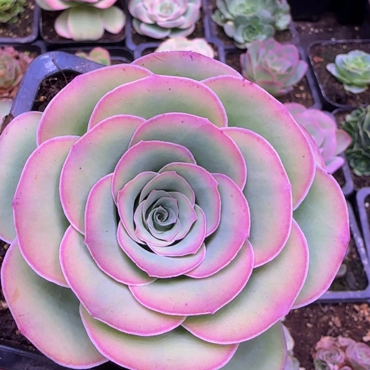 福利58565555656656666666698