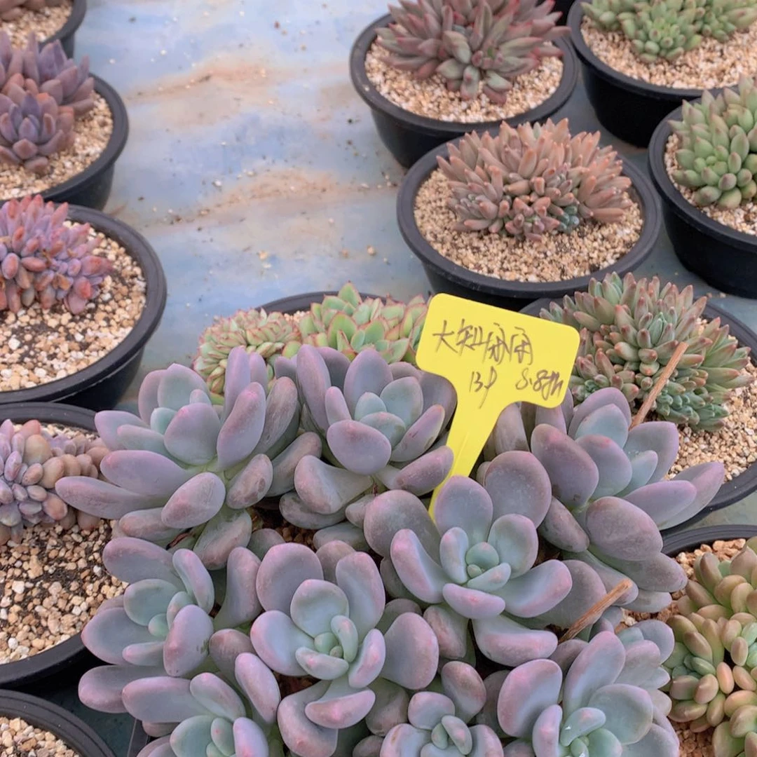 我家的小姐姐们都是我的小可爱们