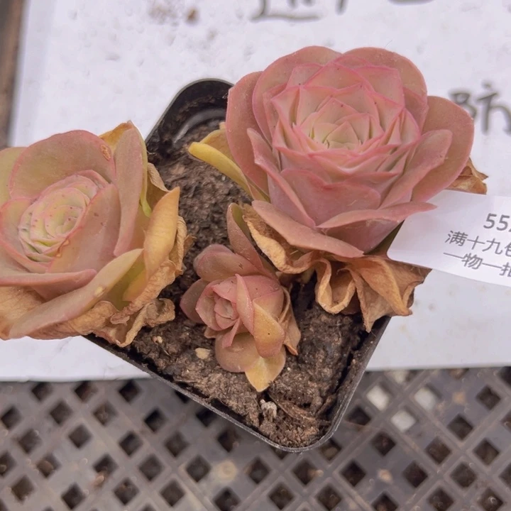 552 裸跟不带土发货不包损