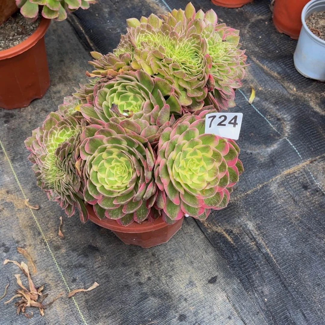 万***业多肉植物海王缀724