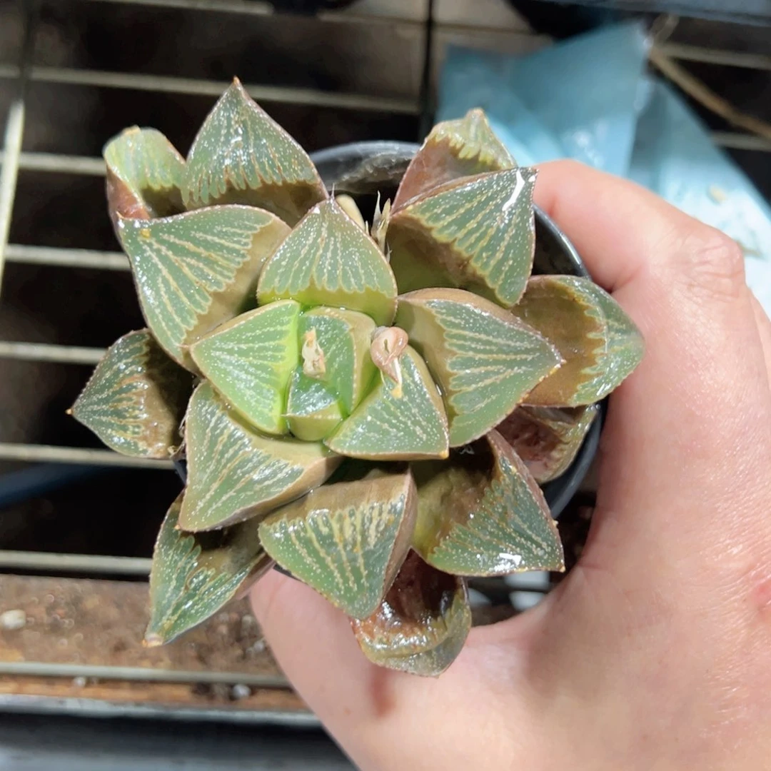 阿****）2871多肉植物一颗