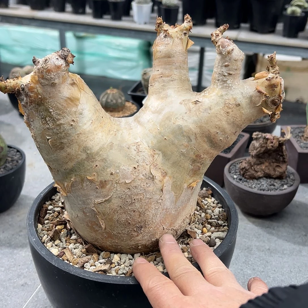 佛****司安哥拉葡萄瓮8888888