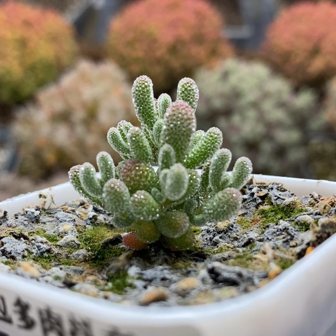 实生冰晶7188枝干番杏