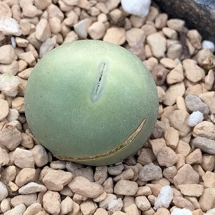 17579小拳拳母本一颗