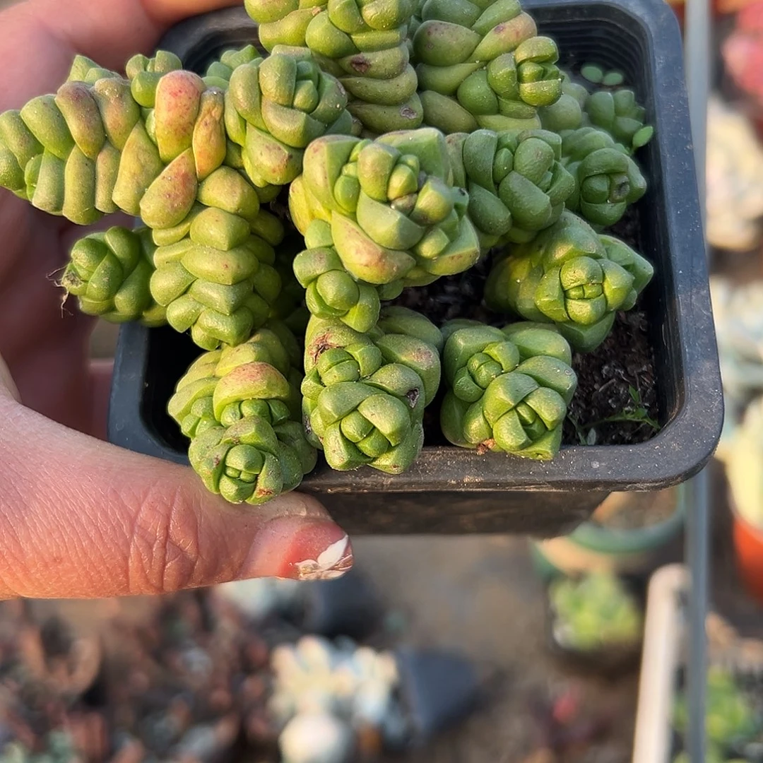 多肉植物丸叶寿无限