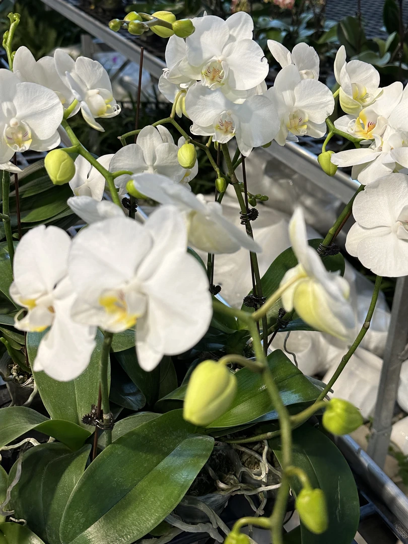 【阿玛】蝴蝶兰室内种植观赏送礼带花发货