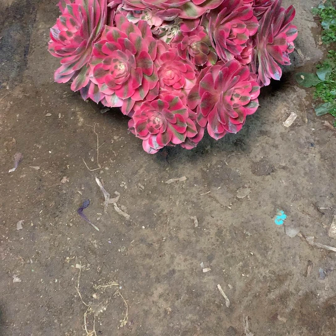 多肉多肉多肉多肉60