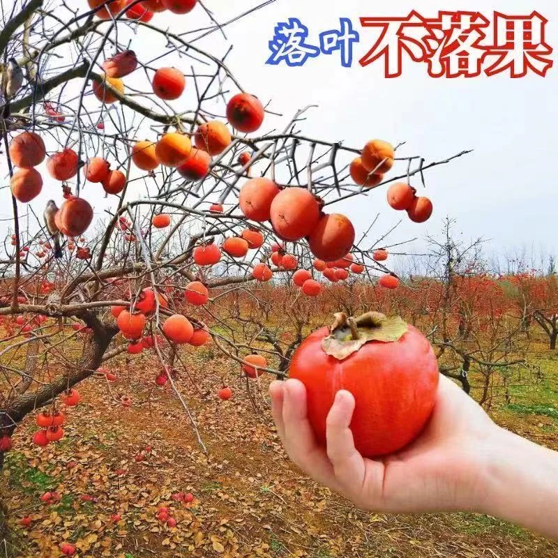 火晶柿子树盆栽地栽南北方种植庭院种植