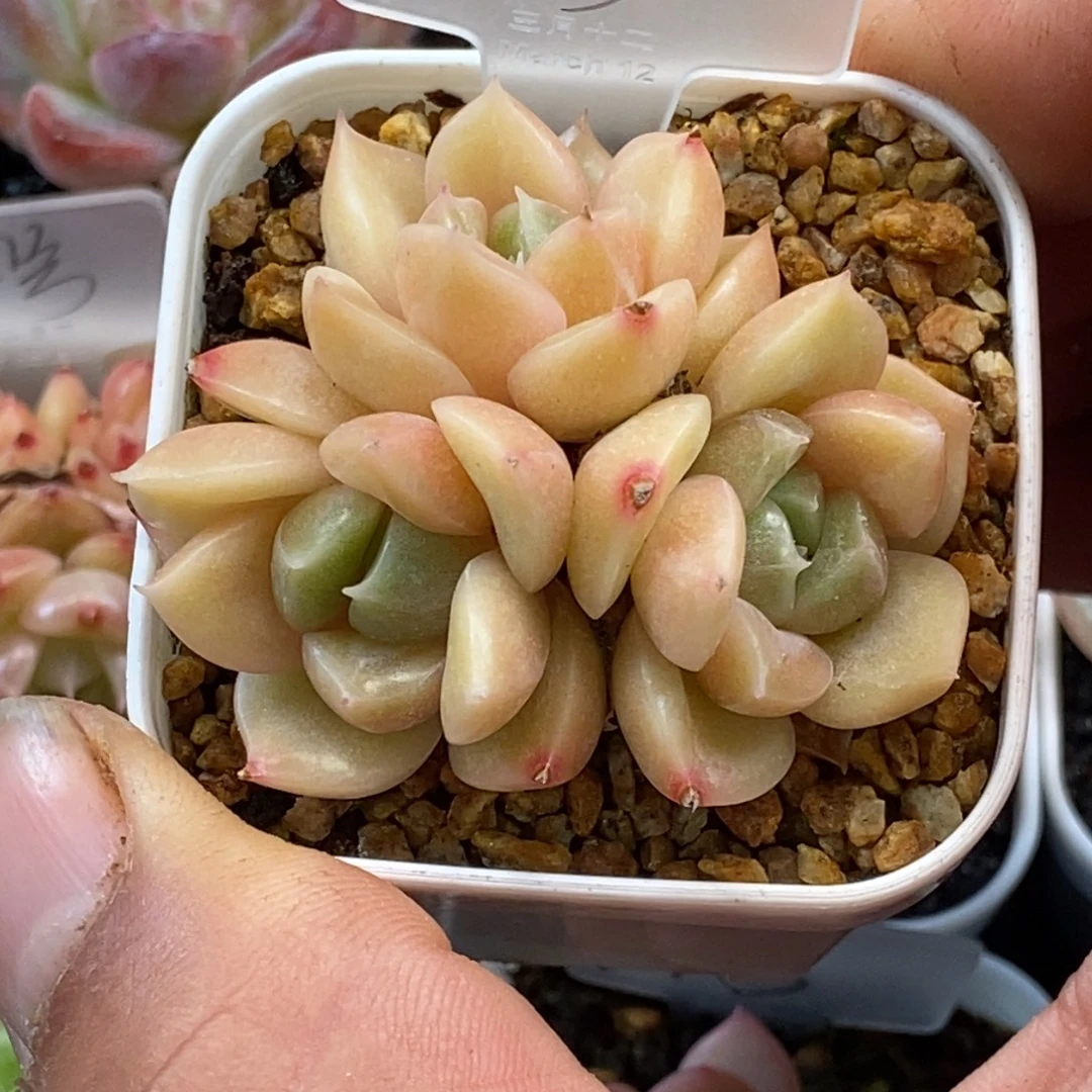 天官赐福百无禁忌