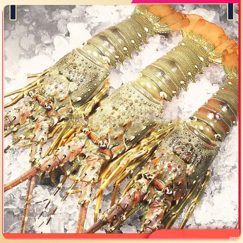 顺丰冷链三只装东山岛鲜活速冻青龙澳洲越南冷冻小青龙