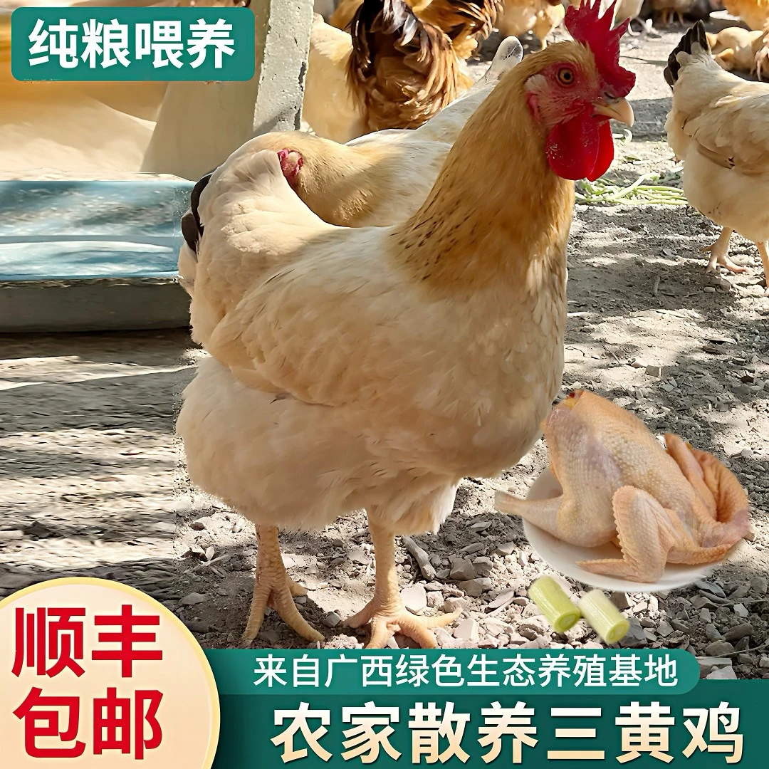 广西三黄下蛋母鸡180天，2只8斤，整只发
