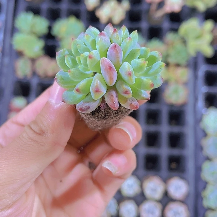 老桩蓝苹果多肉植物