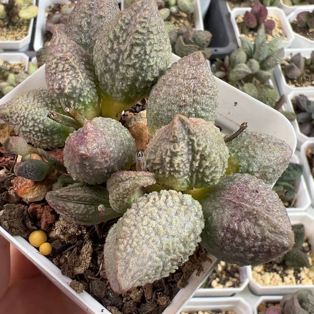 粉红色哈默多头纯木质桩多肉植物水泡