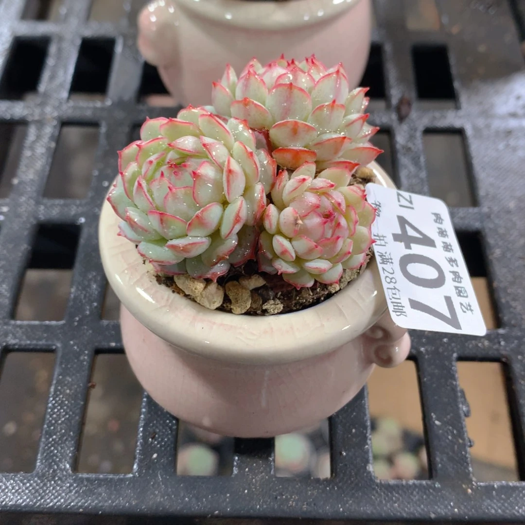 肉萌萌拇指盆精控多肉ZI407