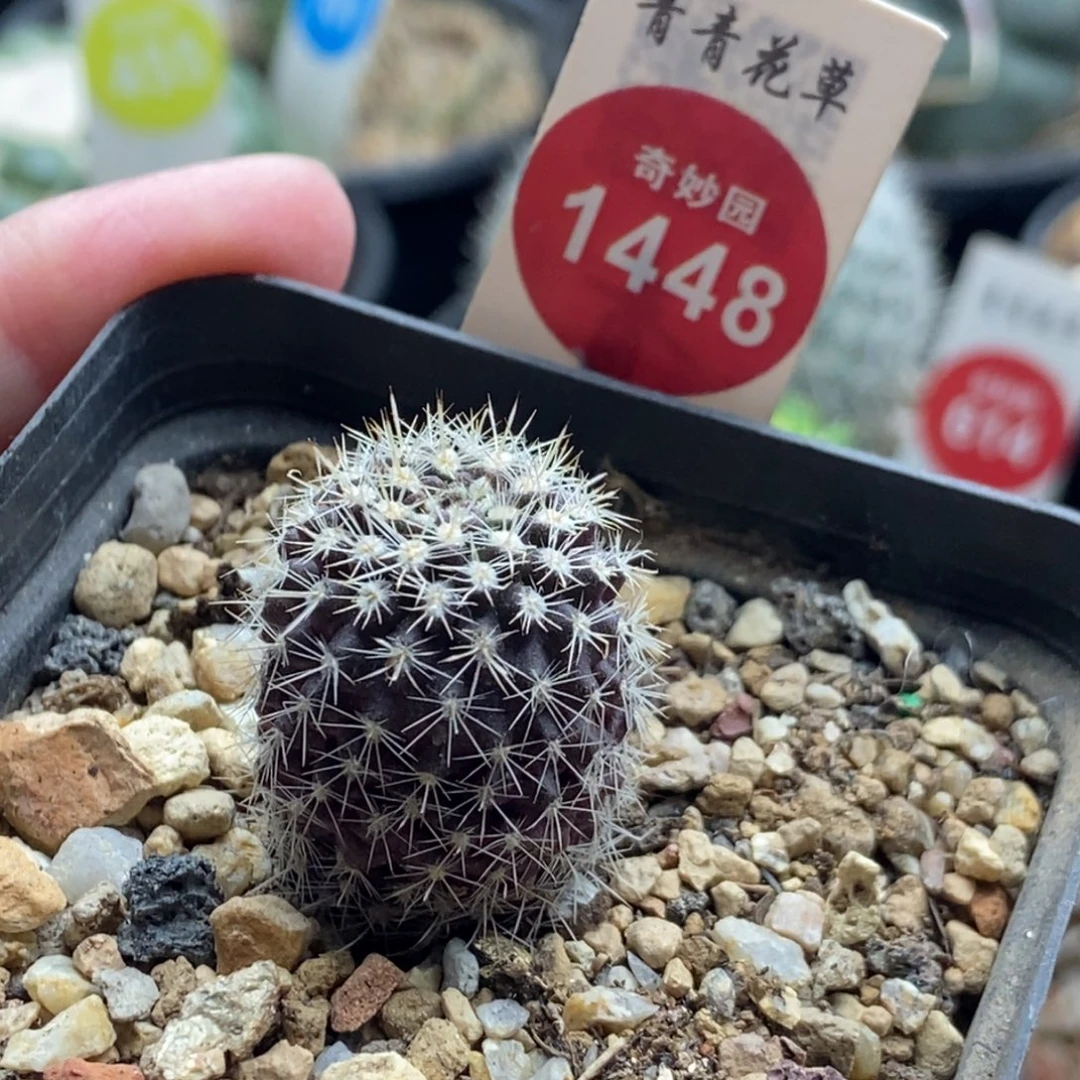 实生暗黑玉2.1cm一棵仙人球