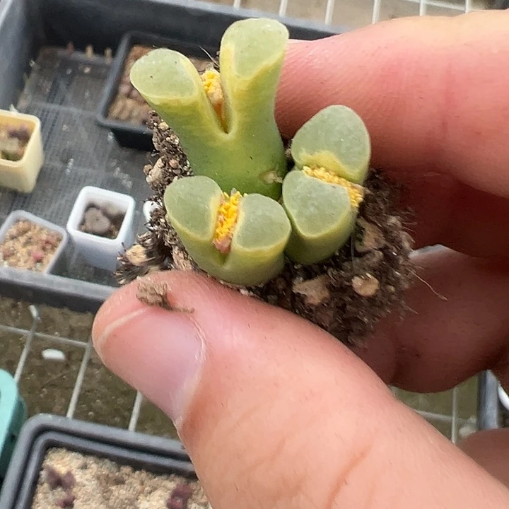 18-54肉锥多肉植物