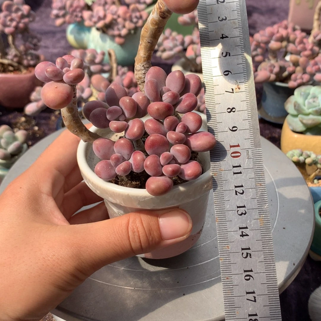 32感不带盆偏远地区不包邮的