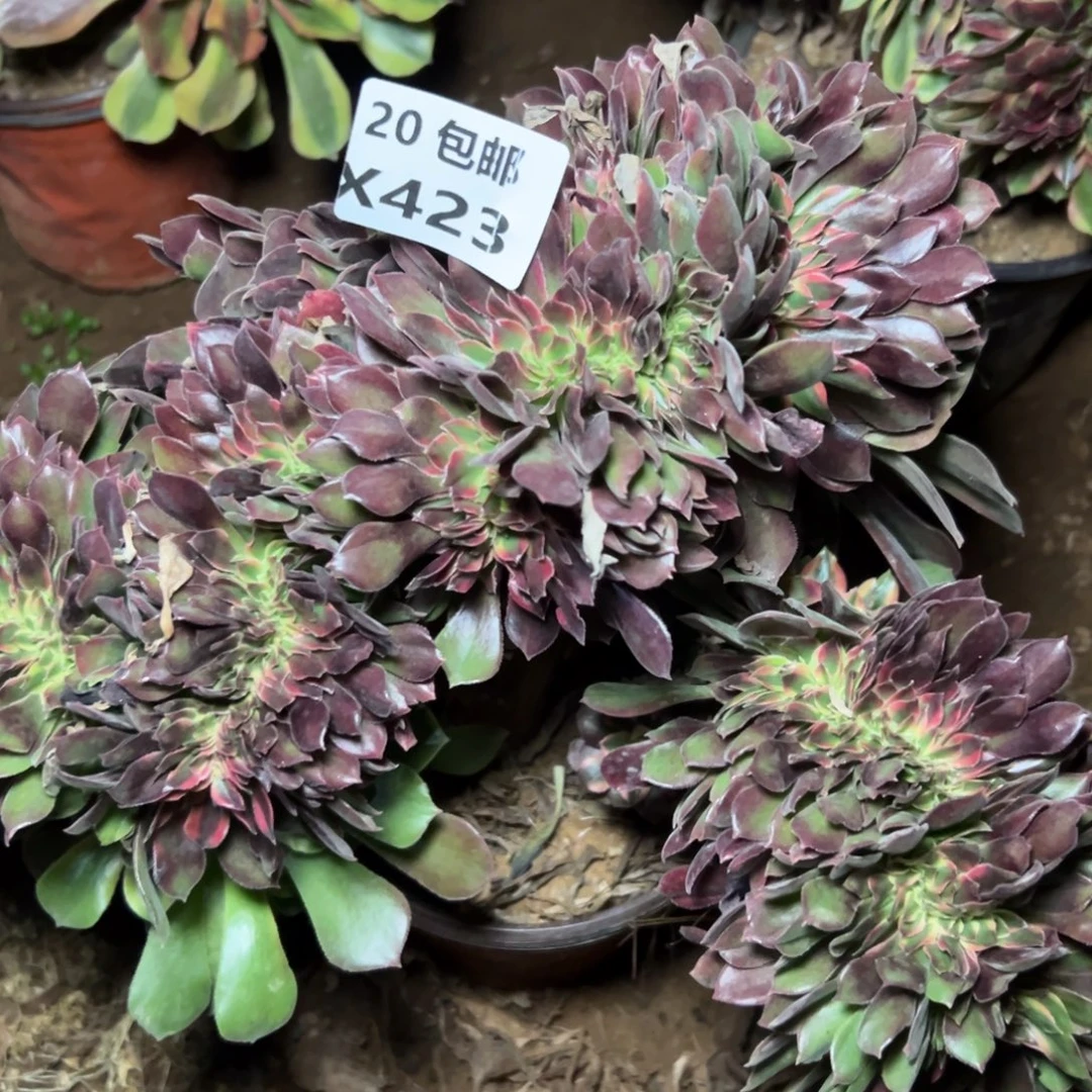 423变异缀，满20包邮嘟叮熊