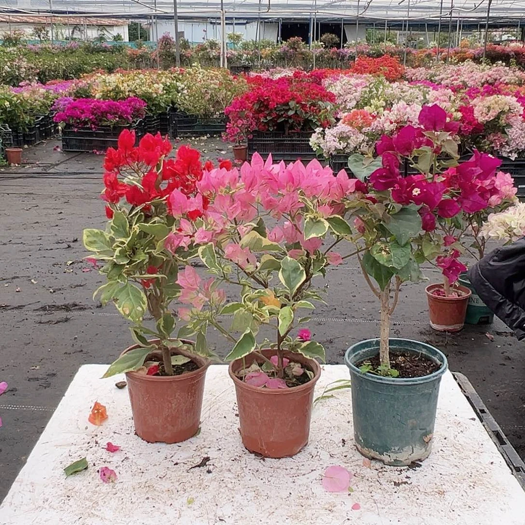 大部分花苞少量开放孟加拉红，蜡染粉 ，黑暗行者组合